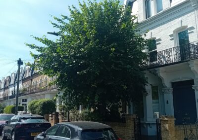 treelanders ratedpeople gallery 022