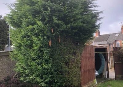 treelanders ratedpeople gallery 029