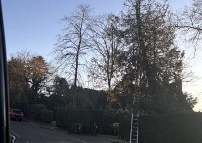 treelanders ratedpeople gallery 038(1)