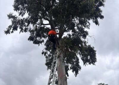 treelanders ratedpeople gallery 045