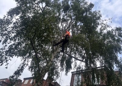 treelanders ratedpeople gallery 047